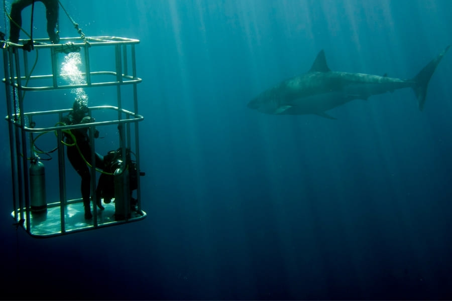 Sharks Swim Snorkel Watch - Skarks by Florida
