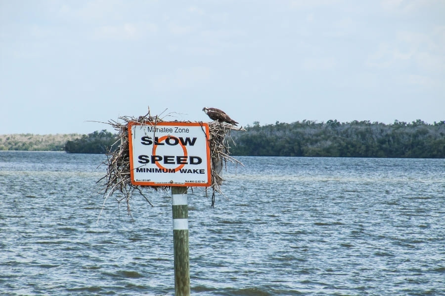 Slow Zone - Manatees of Florida