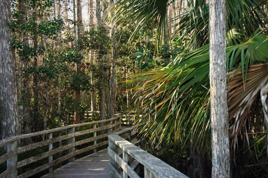 Florida Panther  Audubon Corkscrew Swamp Sanctuary
