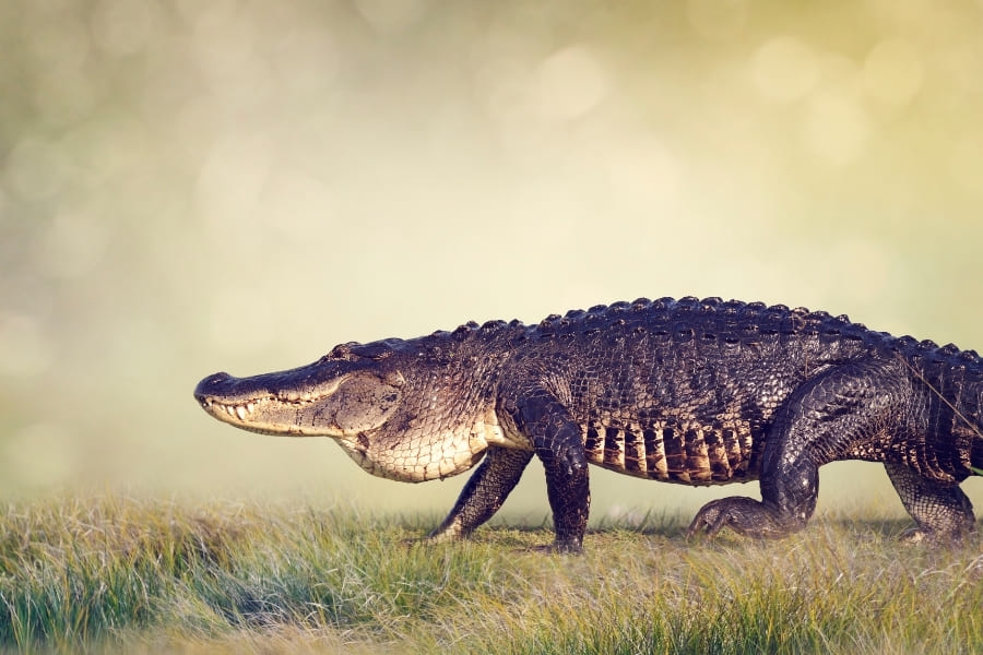 Alligators and Crocodiles in Florida