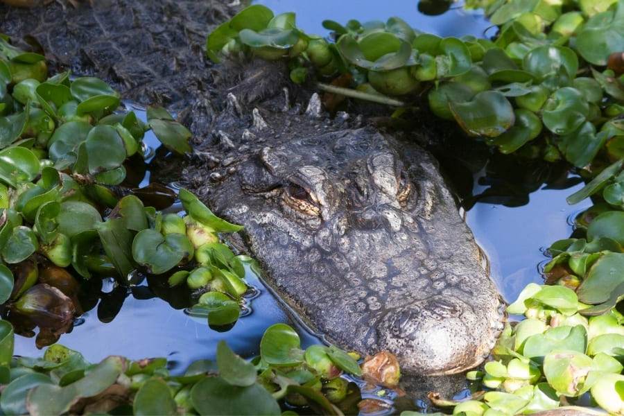 Alligators - in Florida