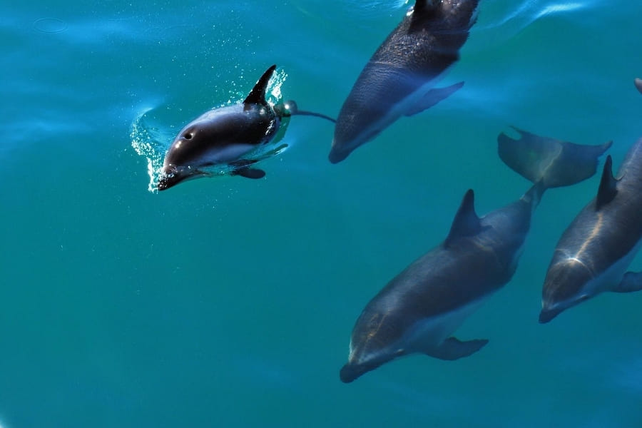 Dolphins - in Florida