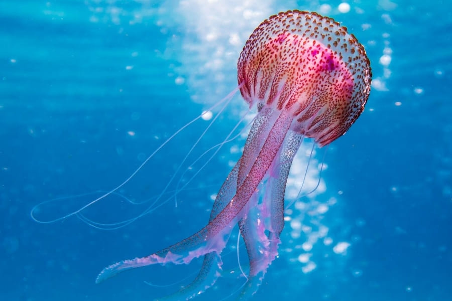Jellyfish - in Florida