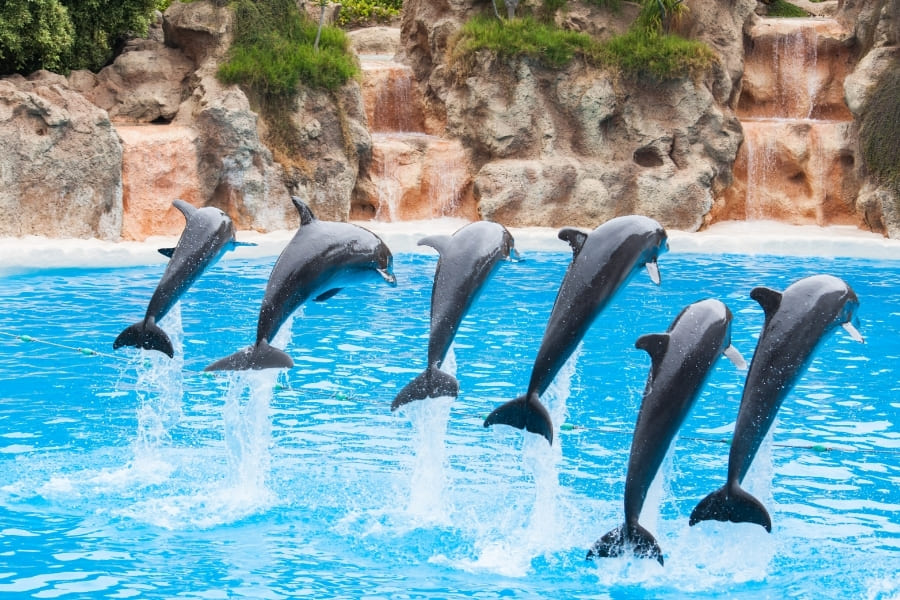 Miami Seaquarium – Dolphins, Sea Lions and More in Miami