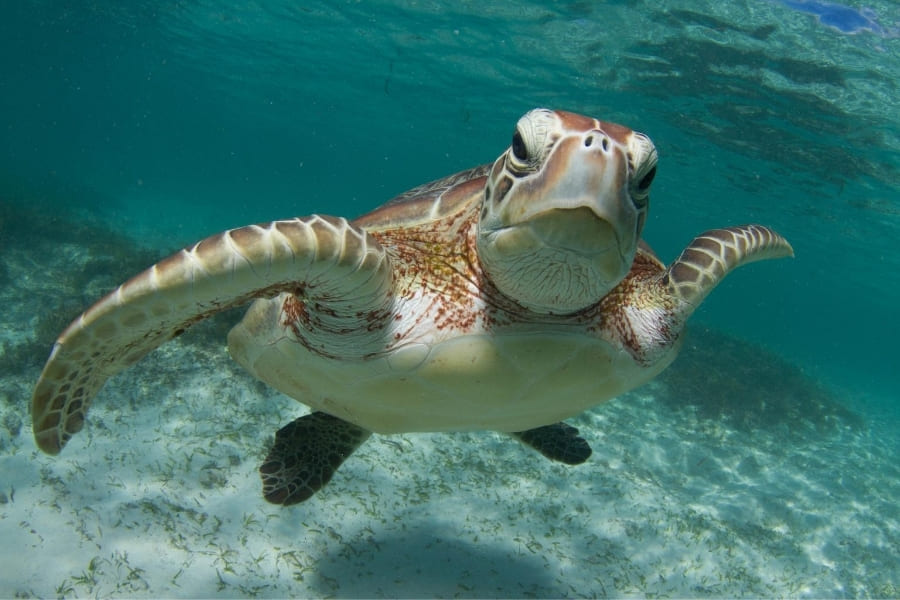 Sea Turtles - in Florida