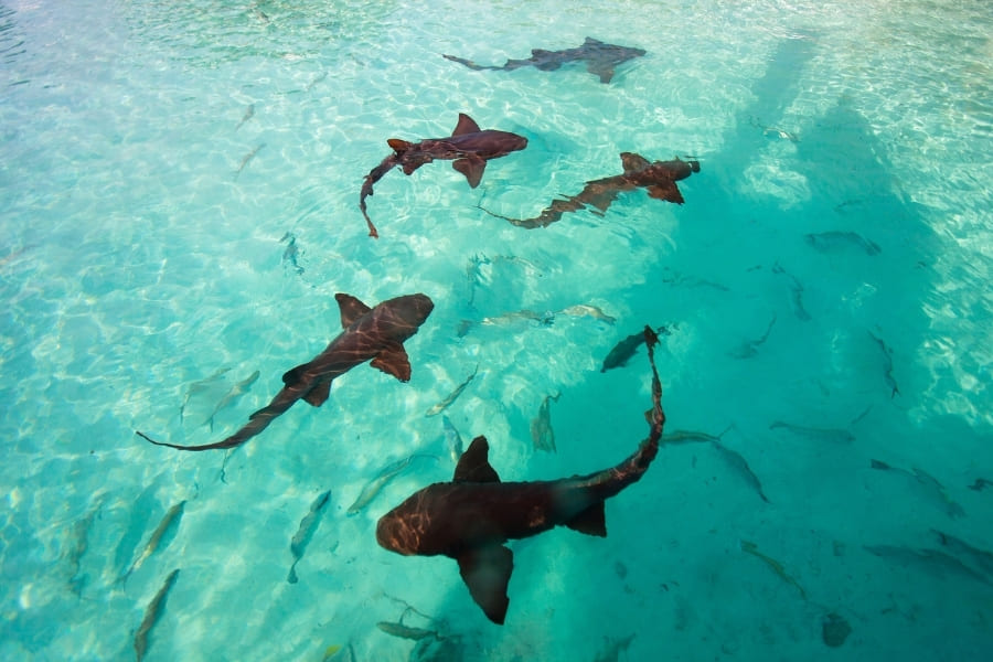 Sharks in Florida - Social Behavior