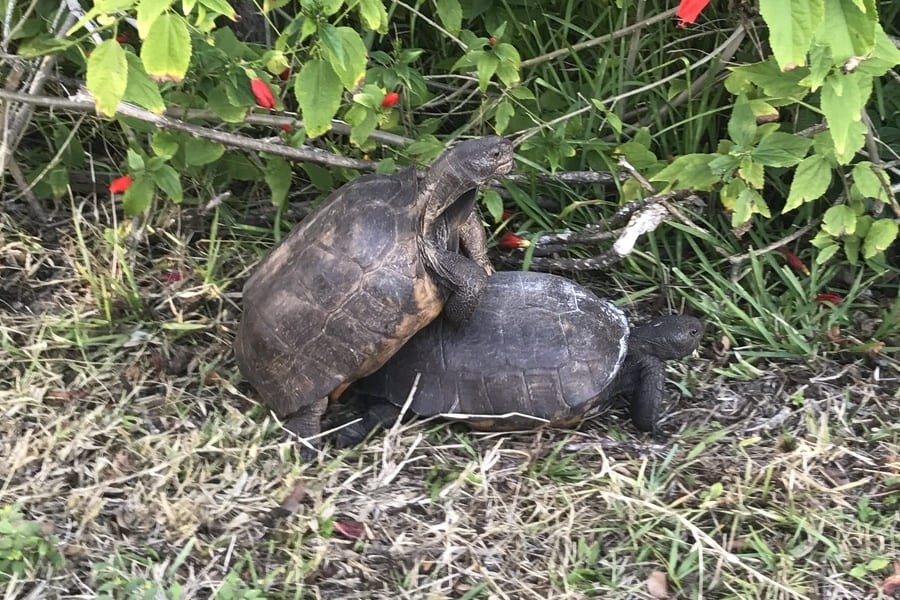 Turtles in Florida - Mating, Breeding Season and Baby Turtles