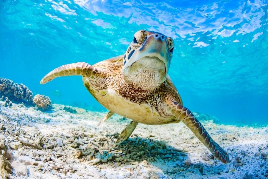 Turtles in Florida - Vero Beach